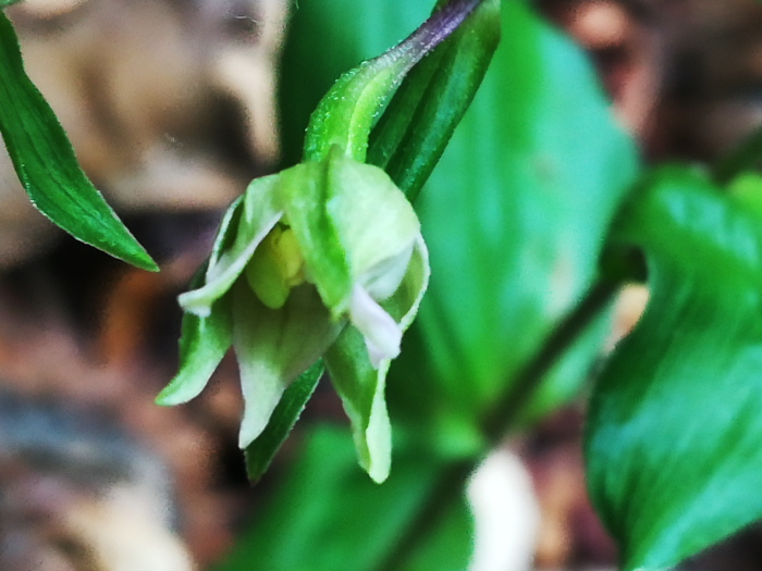 Epipactis da determinare